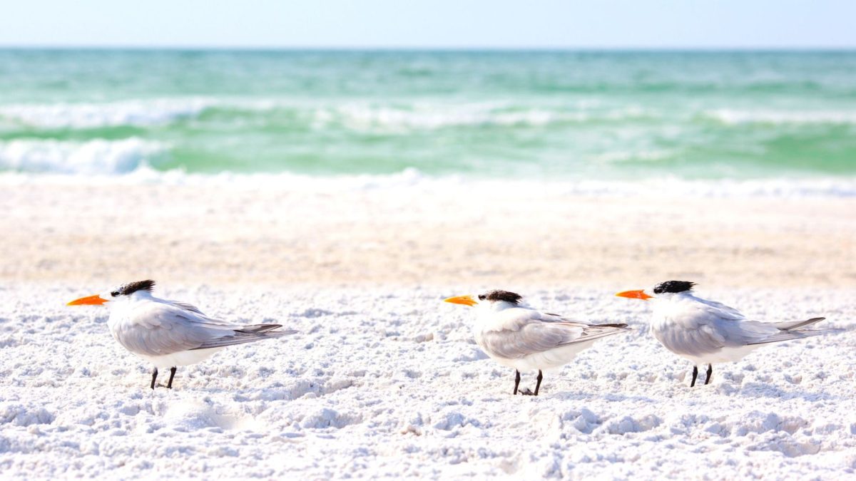 birds on the beach